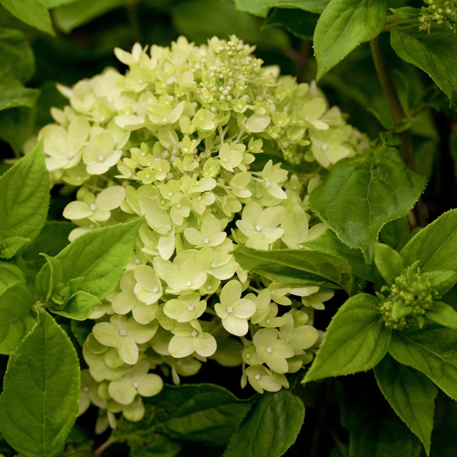 Zwerg-Rispenhortensie, Hydrangea Paniculata 'Little Lime'®, 3er-Set, Topf 5 L 1 Zwerg-Rispenhortensie, Hydrangea Paniculata 'Little Lime'®, 3er-Set, Topf 5 L