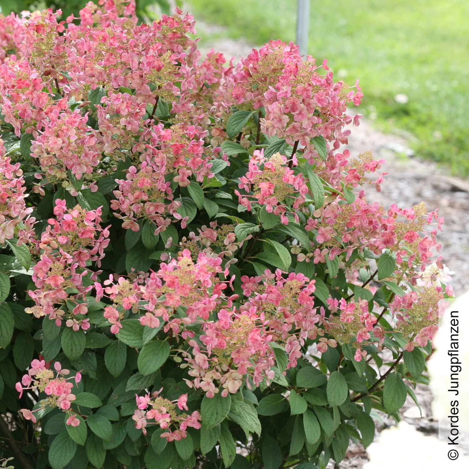 Kompakte Rispenhortensie 'Little Quick Fire'®, Weiß, Topf 5 Liter 2 Kompakte Rispenhortensie 'Little Quick Fire'®, Weiß, Topf 5 Liter – Bild 2