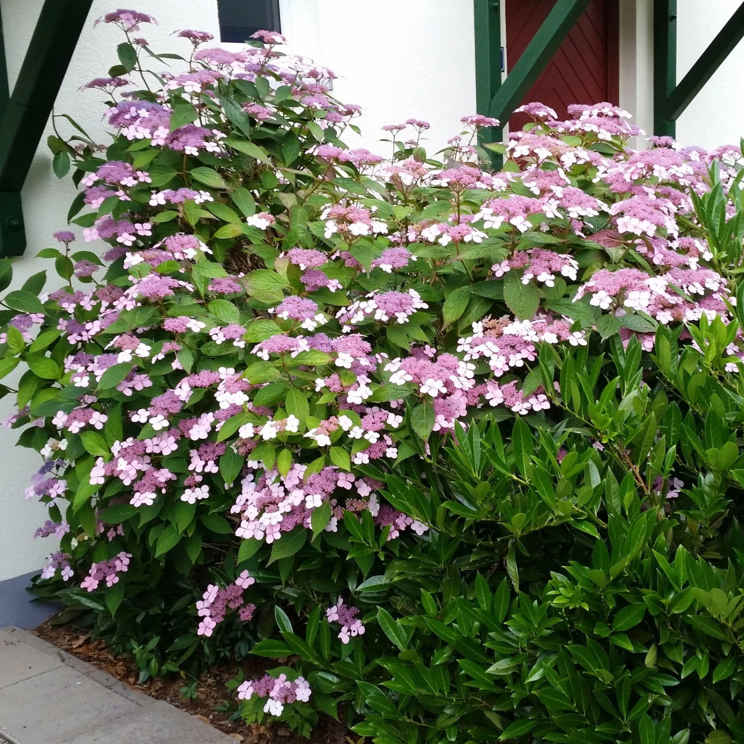 Japanische Berg-Hortensien 'Blue Deckle' & 'Blue Bird', 2er-Set, Topf 4 Liter 3 Japanische Berg-Hortensien 'Blue Deckle' & 'Blue Bird', 2er-Set, Topf 4 Liter – Bild 3