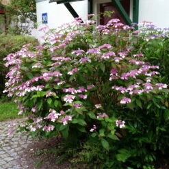 Japanische Berg-Hortensien 'Blue Deckle' & 'Blue Bird', 2er-Set, Topf 4 Liter 10 Japanische Berg-Hortensien 'Blue Deckle' & 'Blue Bird', 2er-Set, Topf 4 Liter -Bio Pflanzen Verkauf 0415500167 Hydrangea serrata Blue Deckle Blue Bird 3 104399