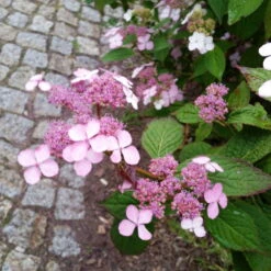 Japanische Berg-Hortensien 'Blue Deckle' & 'Blue Bird', 2er-Set, Topf 4 Liter 11 Japanische Berg-Hortensien 'Blue Deckle' & 'Blue Bird', 2er-Set, Topf 4 Liter -Bio Pflanzen Verkauf 0415500167 Hydrangea serrata Blue Deckle Blue Bird 4 104400