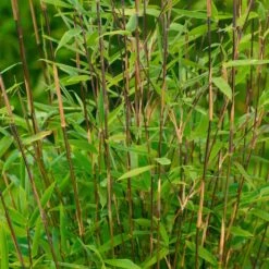 Mein Bambusgarten, 10er-Set, Immergrün, Höhe Ca. 80 Cm, Topf 7,5/10 Liter -Bio Pflanzen Verkauf 0425100103 Fargesia nitida Vulcano 080 100 Co 5 lt.1 60412 1