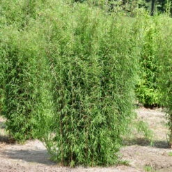 Mein Bambusgarten, 10er-Set, Immergrün, Höhe Ca. 80 Cm, Topf 7,5/10 Liter -Bio Pflanzen Verkauf 0425100161 Bambus Kollektion Jiuhaigou 80 100 7 5l Topf 48722