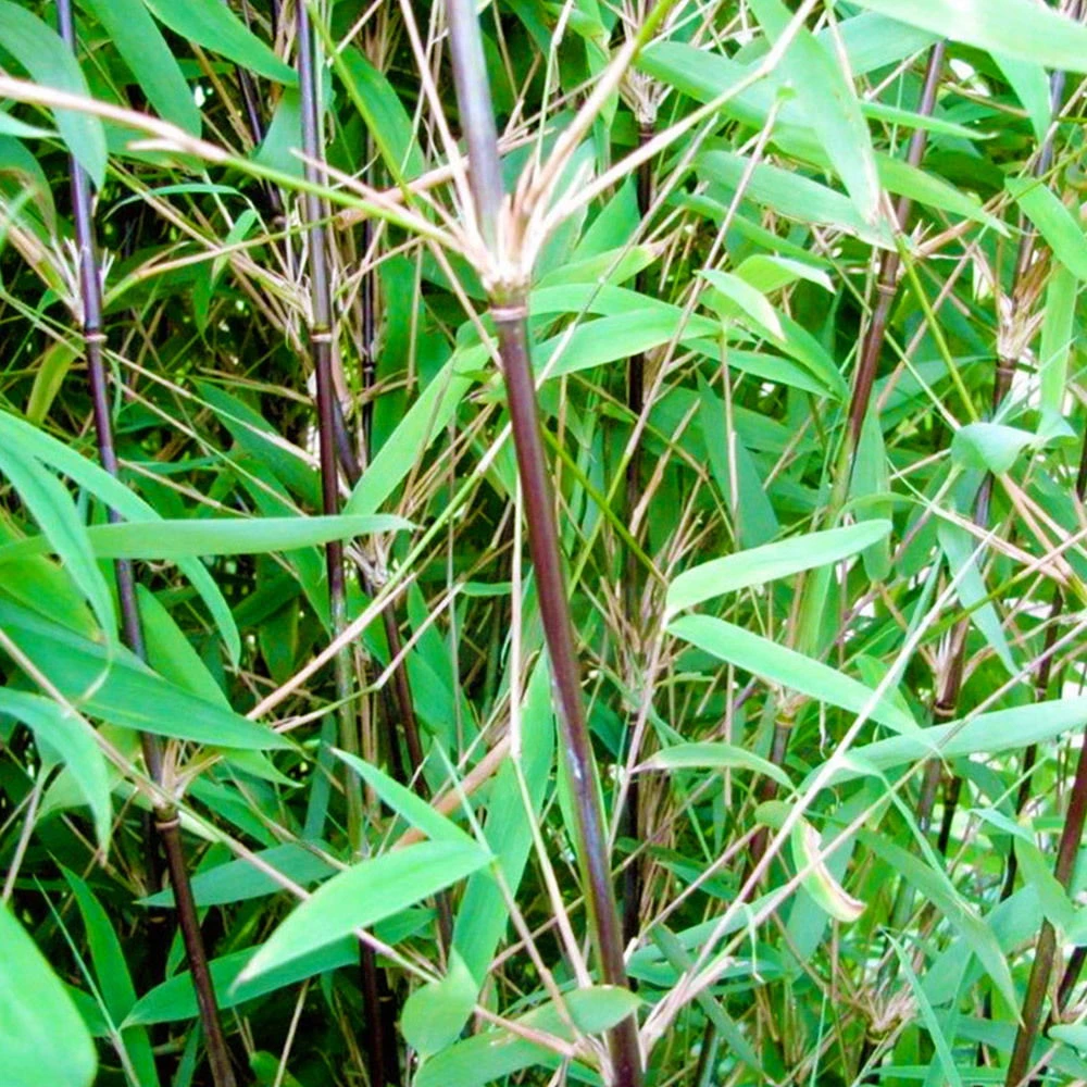 Schwarzer Gartenbambus 'Black Pearl', 20er-Set, Höhe 60-80 Cm, Topf 7,5 Liter