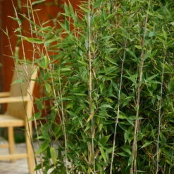 Mein Bambusgarten, 10er-Set, Immergrün, Höhe Ca. 80 Cm, Topf 7,5/10 Liter -Bio Pflanzen Verkauf 0425100174 Bambus Kollektion Blue Lizard 2er Set 80 100 Co 15l Web 01 49939 2