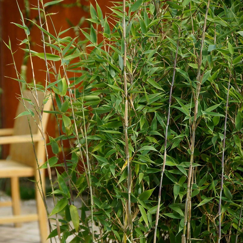 15er-Set Bambus-Hecken-Set Fargesia "Blue Lizard", Höhe 100-125 Cm, Im 20 Liter Topf – Bild 2
