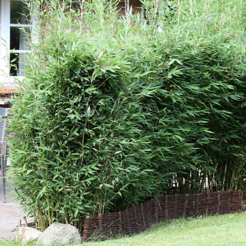 10er-Set Bambus-Hecken-Set Fargesia Spathacea "Blue Lizard"®, Höhe 80-100 Cm, Im 10 Liter Topf