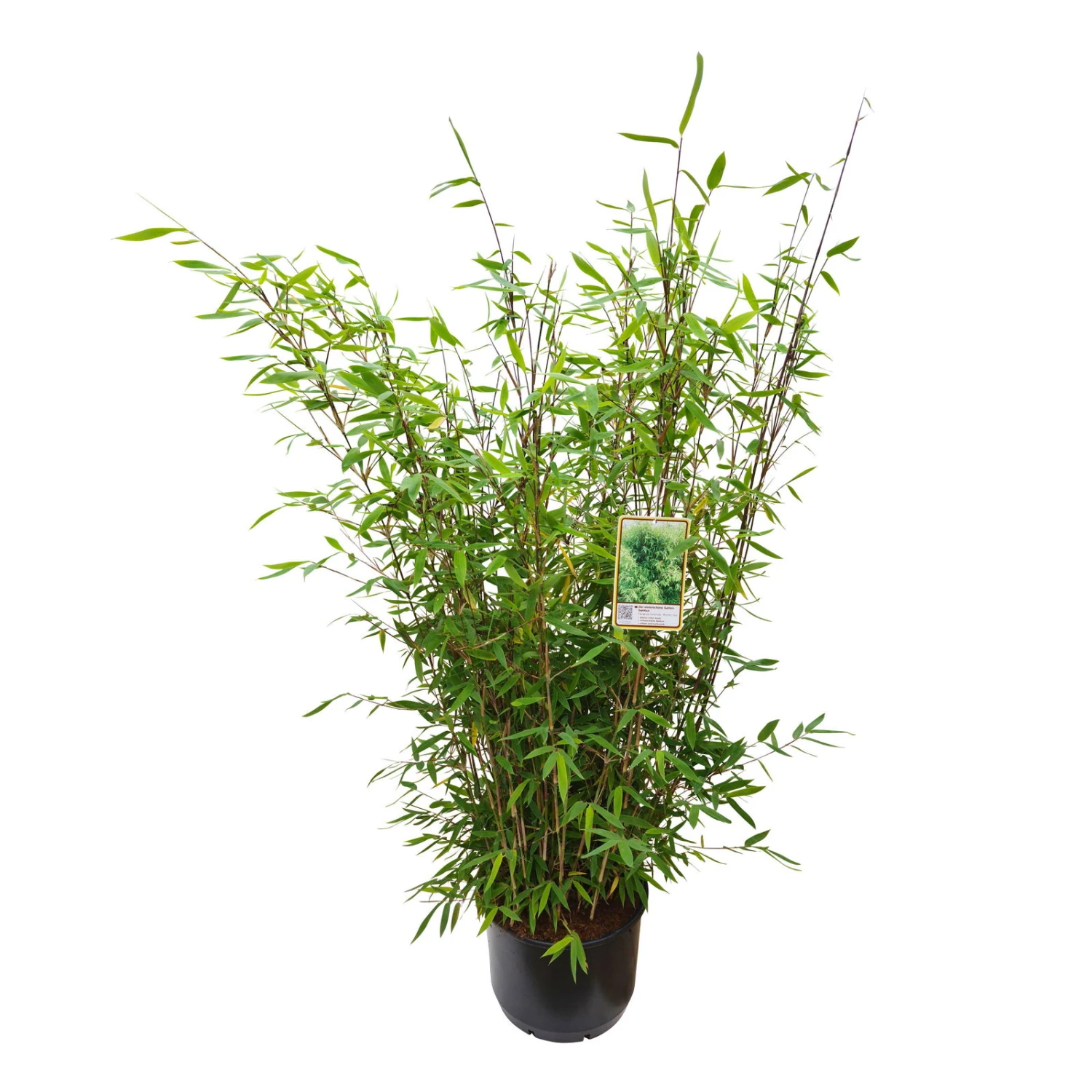 Gartenbambus 'Winter Joy', 25er-Set, Topf 10 Liter 2 Gartenbambus 'Winter Joy', 25er-Set, Topf 10 Liter – Bild 2