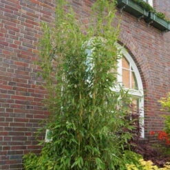 Mein Bambusgarten, 10er-Set, Immergrün, Höhe Ca. 80 Cm, Topf 7,5/10 Liter -Bio Pflanzen Verkauf 0425100350 Fargesia mur Maasai 103957