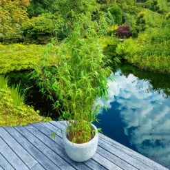 Mein Bambusgarten, 10er-Set, Immergrün, Höhe Ca. 80 Cm, Topf 7,5/10 Liter -Bio Pflanzen Verkauf 0425100383 0425100384 Fargesia Ivory Ibis 080100 WEB 3 94510