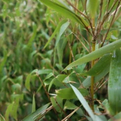 Mein Bambusgarten, 10er-Set, Immergrün, Höhe Ca. 80 Cm, Topf 7,5/10 Liter -Bio Pflanzen Verkauf 0425100383 0425100384 Fargesia Ivory Ibis 080100 WEB 4 94514