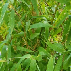 Mein Bambusgarten, 10er-Set, Immergrün, Höhe Ca. 80 Cm, Topf 7,5/10 Liter -Bio Pflanzen Verkauf 0425100383 0425100384 Fargesia Ivory Ibis 080100 WEB 6 94512