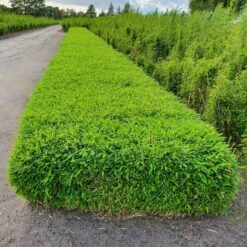 Kleiner Formschnittbambus 'Moontears'® EU-S - Kugel, 2er-Set, Topf 7,5 Liter 10 Kleiner Formschnittbambus 'Moontears'® EU-S - Kugel, 2er-Set, Topf 7,5 Liter -Bio Pflanzen Verkauf 0425100444 Fargesia spec Moontears 2er Set 2 104794