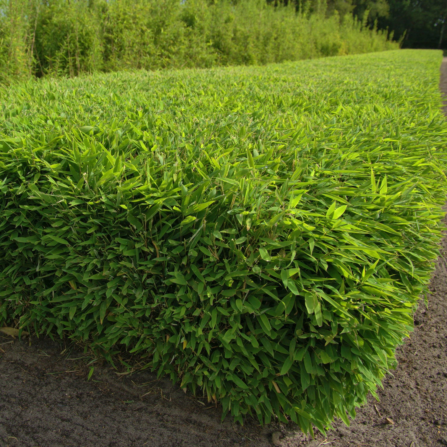 Kleiner Formschnittbambus 'Moontears'® EU-S - Kugel, 2er-Set, Topf 7,5 Liter 4 Kleiner Formschnittbambus 'Moontears'® EU-S - Kugel, 2er-Set, Topf 7,5 Liter – Bild 4