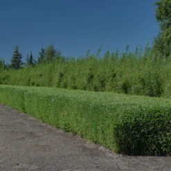 Kleiner Formschnittbambus 'Moontears'® EU-S - Kugel, 2er-Set, Topf 7,5 Liter 12 Kleiner Formschnittbambus 'Moontears'® EU-S - Kugel, 2er-Set, Topf 7,5 Liter -Bio Pflanzen Verkauf 0425100444 Fargesia spec Moontears 2er Set 4 104796