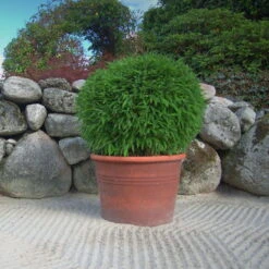 Kleiner Formschnittbambus 'Moontears'® EU-S - Kugel, 2er-Set, Topf 7,5 Liter 13 Kleiner Formschnittbambus 'Moontears'® EU-S - Kugel, 2er-Set, Topf 7,5 Liter -Bio Pflanzen Verkauf 0425100444 Fargesia spec Moontears 2er Set 7 104797