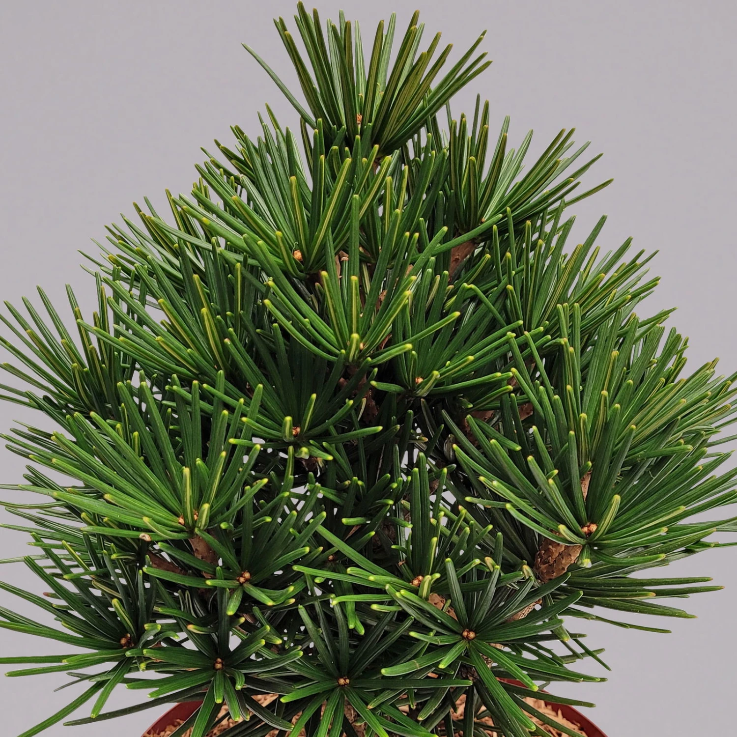 Zwergschirmtanne 'Kobito', Höhe 25-30 Cm, Topf 5 Liter 2 Zwergschirmtanne 'Kobito', Höhe 25-30 Cm, Topf 5 Liter – Bild 2