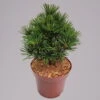 Zwergschirmtanne 'Kobito', Höhe 25-30 Cm, Topf 5 Liter