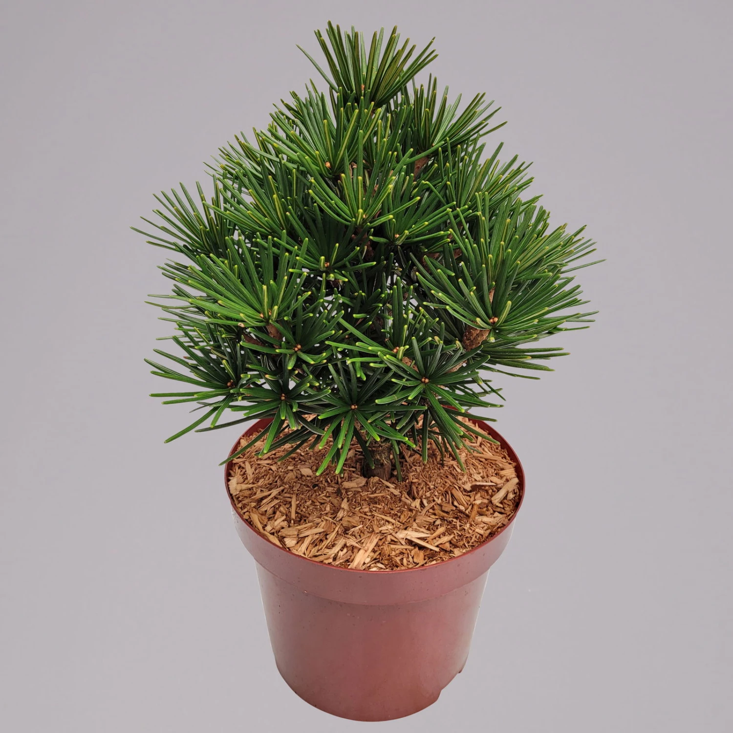 Zwergschirmtanne 'Kobito', Höhe 25-30 Cm, Topf 5 Liter 1 Zwergschirmtanne 'Kobito', Höhe 25-30 Cm, Topf 5 Liter