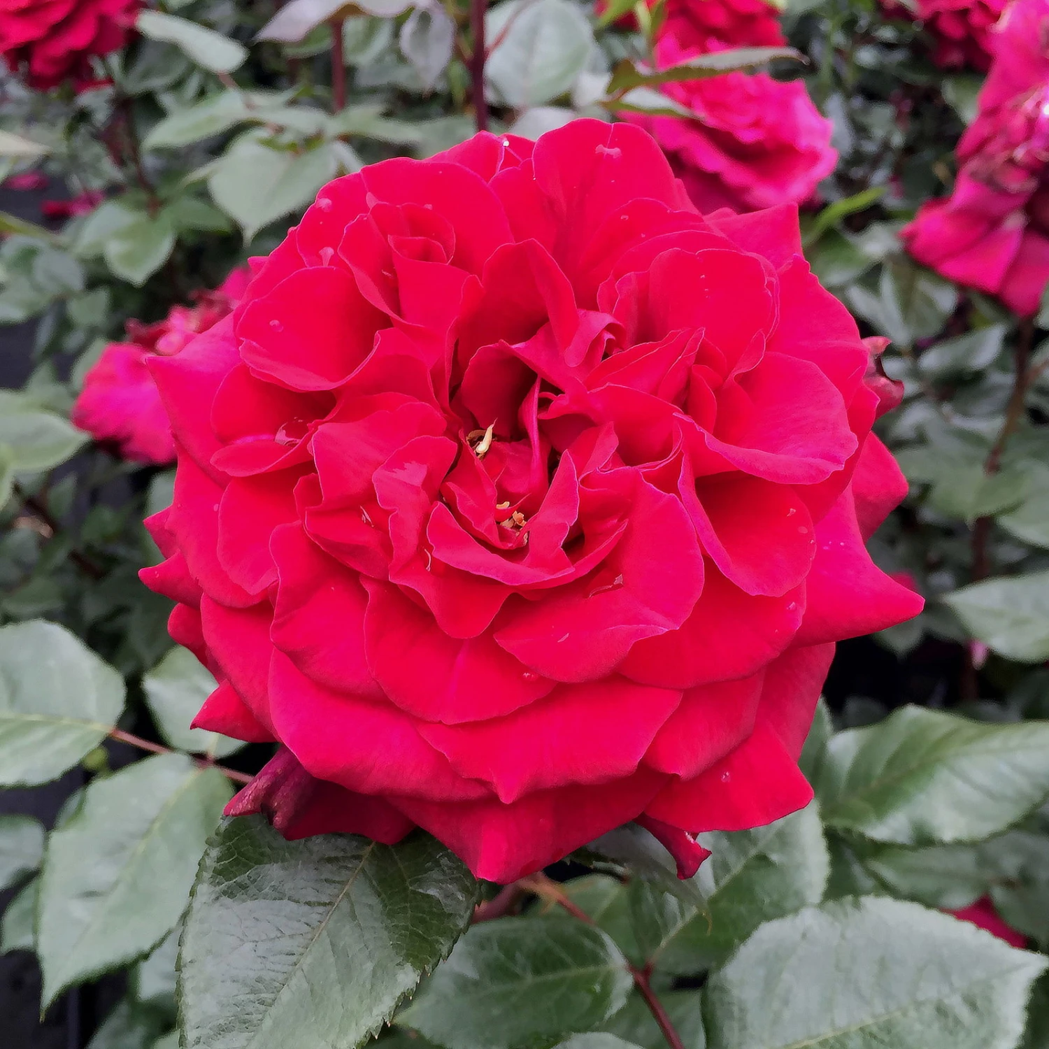 Stammrose 'Bellevue'®, Edelrose, Stammhöhe 60cm Im 7,5 Liter Topf 1 Stammrose 'Bellevue'®, Edelrose, Stammhöhe 60cm Im 7,5 Liter Topf
