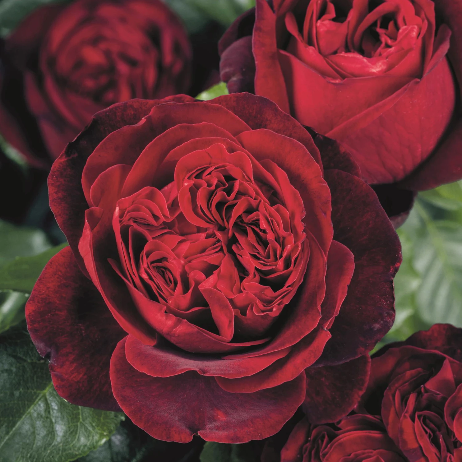 Duftende Edelrose 'Admiral®', Rubinrot, Topf 6 Liter 1 Duftende Edelrose 'Admiral®', Rubinrot, Topf 6 Liter