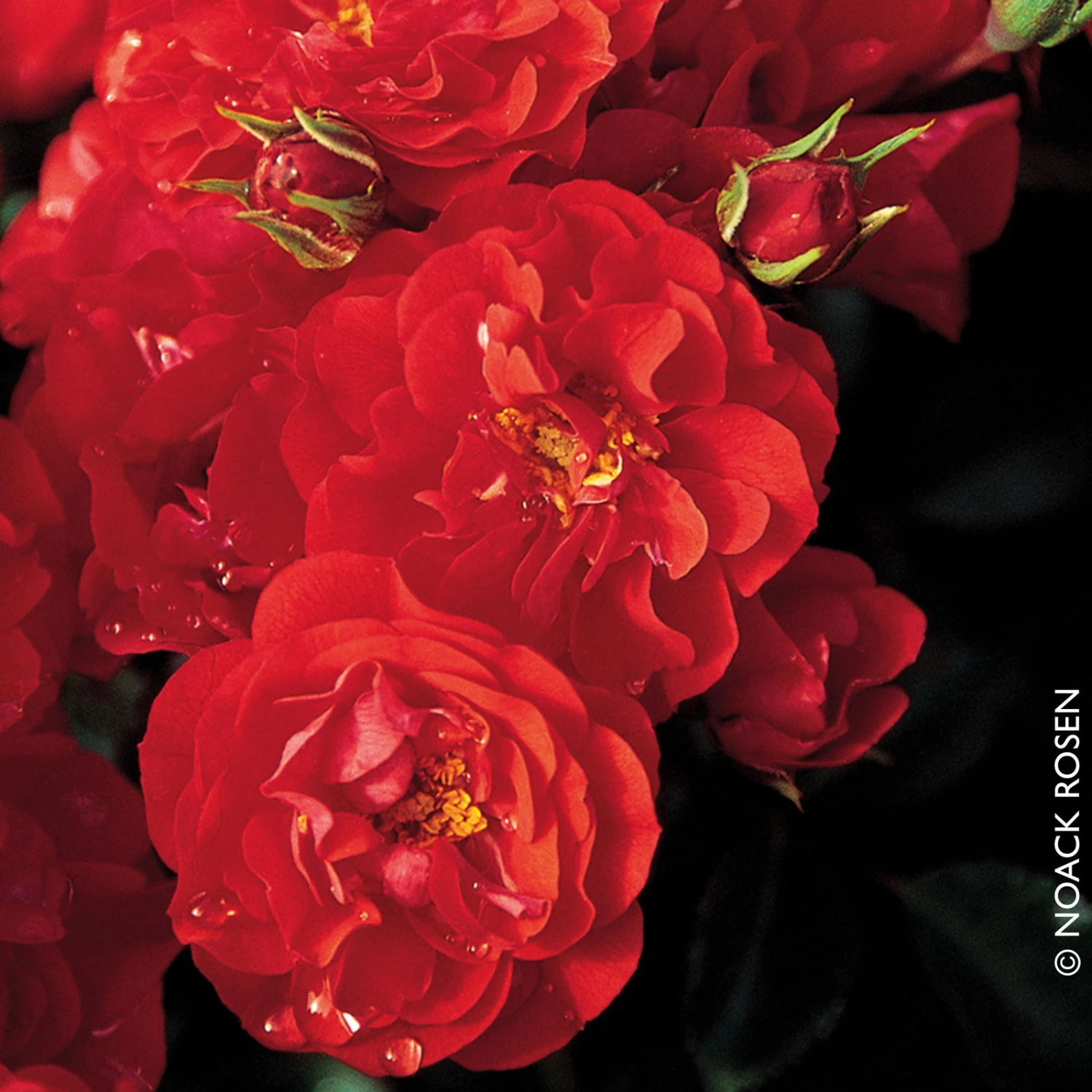 Beetrose 'Canzonetta®', Leuchtend Rot, Topf 6 Liter 1 Beetrose 'Canzonetta®', Leuchtend Rot, Topf 6 Liter