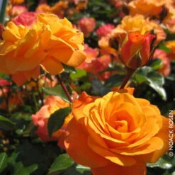 Beetrose 'Westzeit®', Orange-aprikot Bis Rosa, Doppelbogen, Topf 10 Liter -Bio Pflanzen Verkauf 0460200487 Beetrose Westzeit RGB Copyright NEU 01 42092