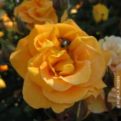 Beetrose 'Westzeit®', Orange-aprikot Bis Rosa, Doppelbogen, Topf 10 Liter -Bio Pflanzen Verkauf 0460200487 Beetrose Westzeit RGB Copyright NEU 02 42093