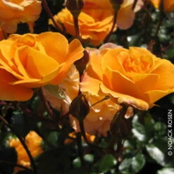 Beetrose 'Westzeit®', Orange-aprikot Bis Rosa, Doppelbogen, Topf 10 Liter -Bio Pflanzen Verkauf 0460200487 Beetrose Westzeit RGB Copyright NEU 42091