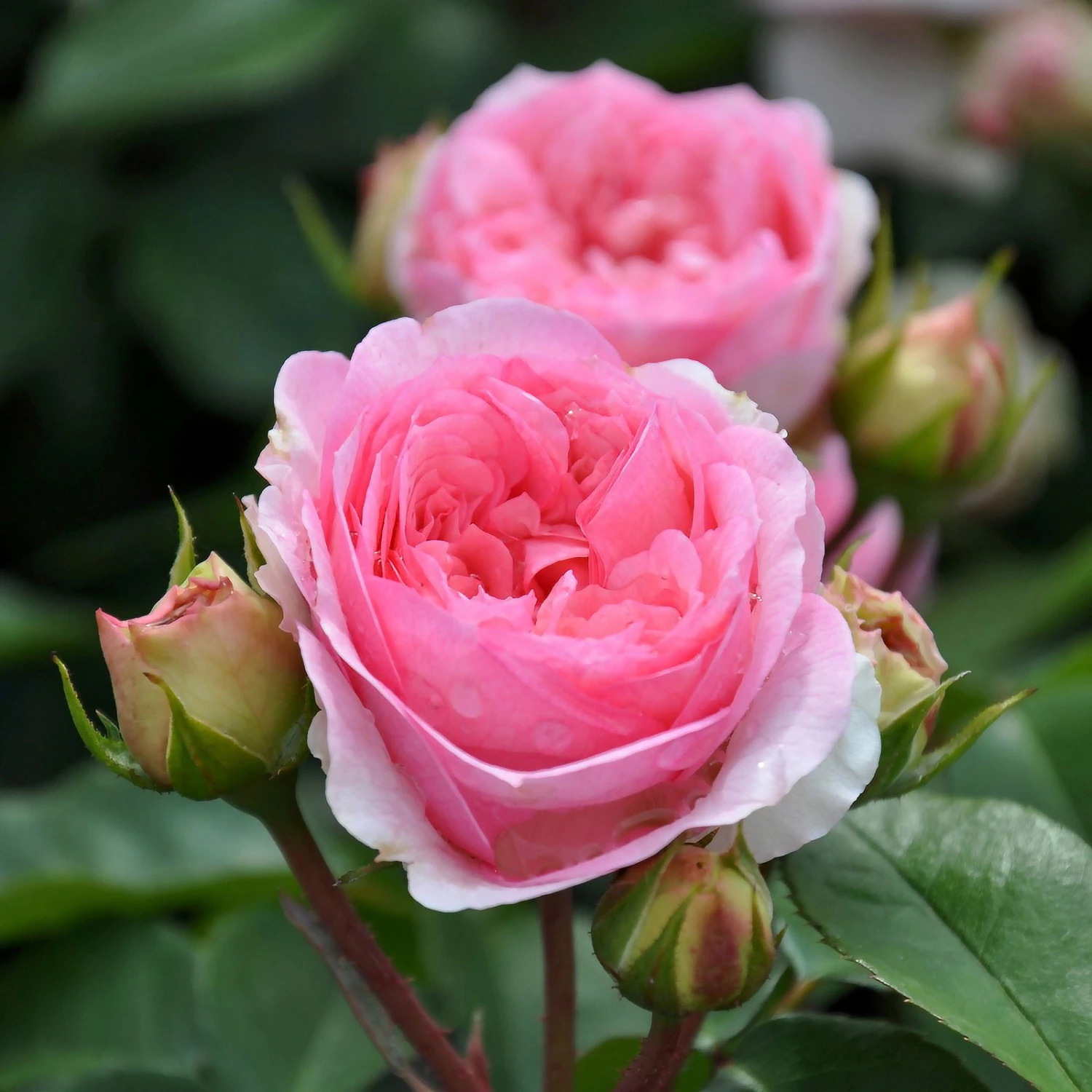 Stammrose 'Kurfürstin Sophie'® (Meisselpier), Beetrose, Stammhöhe 60cm Im Topf 1 Stammrose 'Kurfürstin Sophie'® (Meisselpier), Beetrose, Stammhöhe 60cm Im Topf