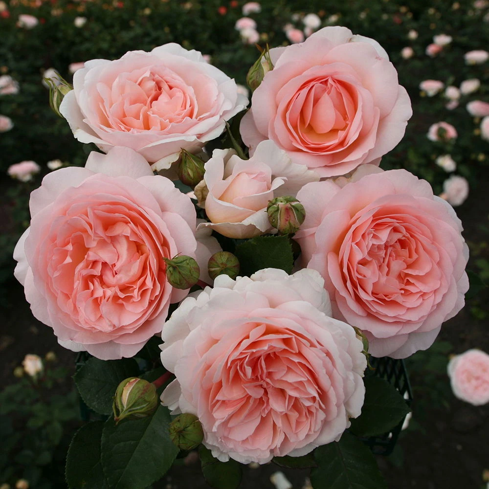 Bio Pflanzen Verkauf 15 Bio Pflanzen Verkauf -Bio Pflanzen Verkauf 0460200833 KB Maerchenzauber Premium Beetrose Co 6l 50584