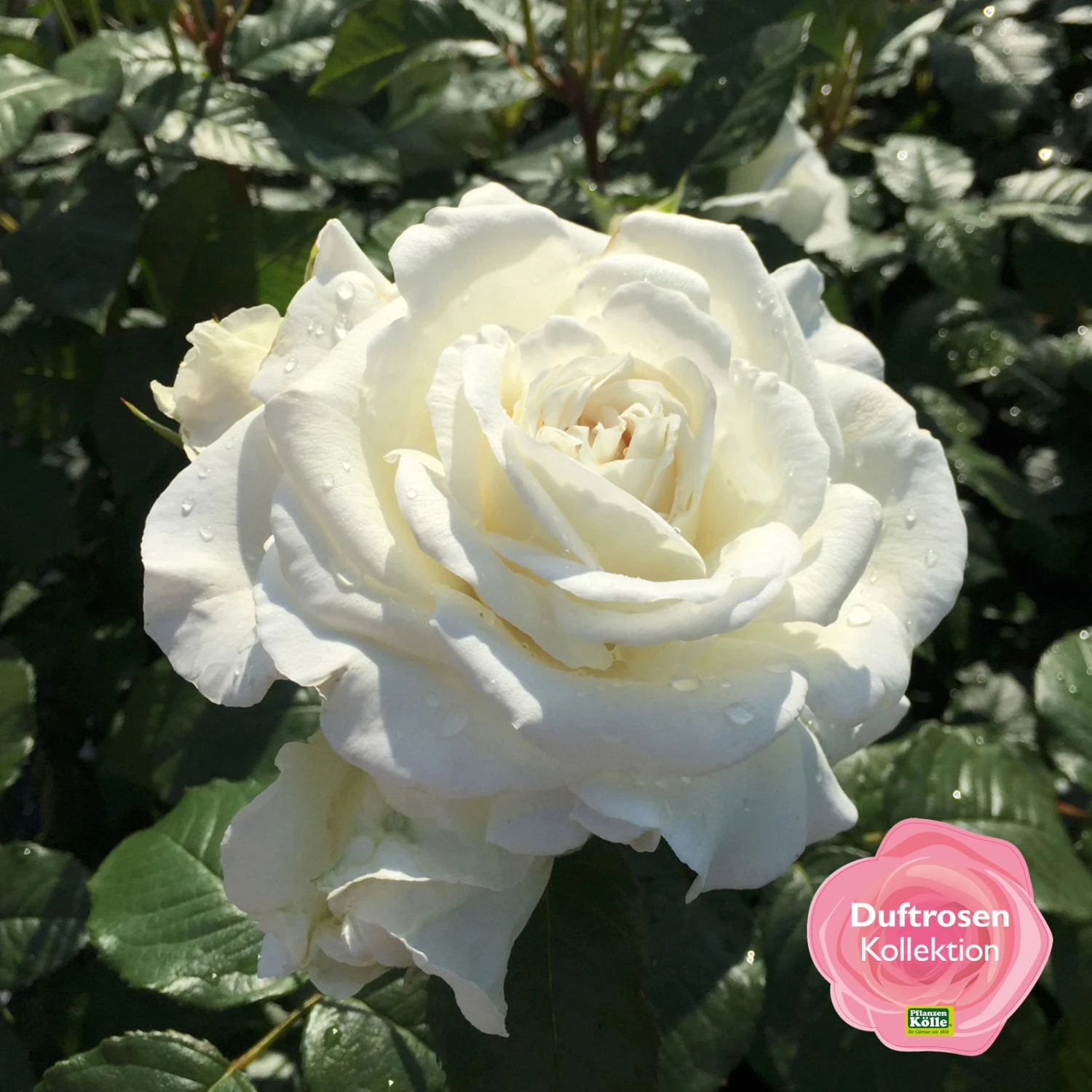 Duftende Beetrose 'Die Rose Ihrer Majestät'® (Beainesza), Weiss, Topf 7,5 Liter 2 Duftende Beetrose 'Die Rose Ihrer Majestät'® (Beainesza), Weiss, Topf 7,5 Liter – Bild 2