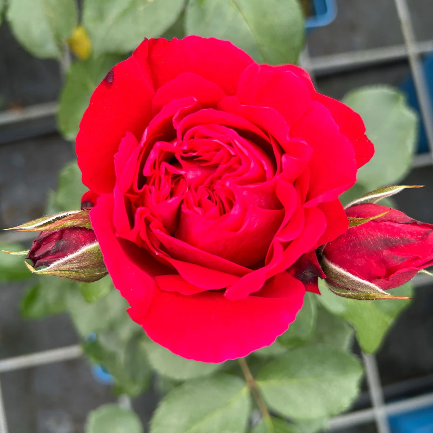 Duftende Strauchrose 'Elbjuwel'® (Meiprehmyr), Karminrot, Topf 6 Liter 2 Duftende Strauchrose 'Elbjuwel'® (Meiprehmyr), Karminrot, Topf 6 Liter – Bild 2