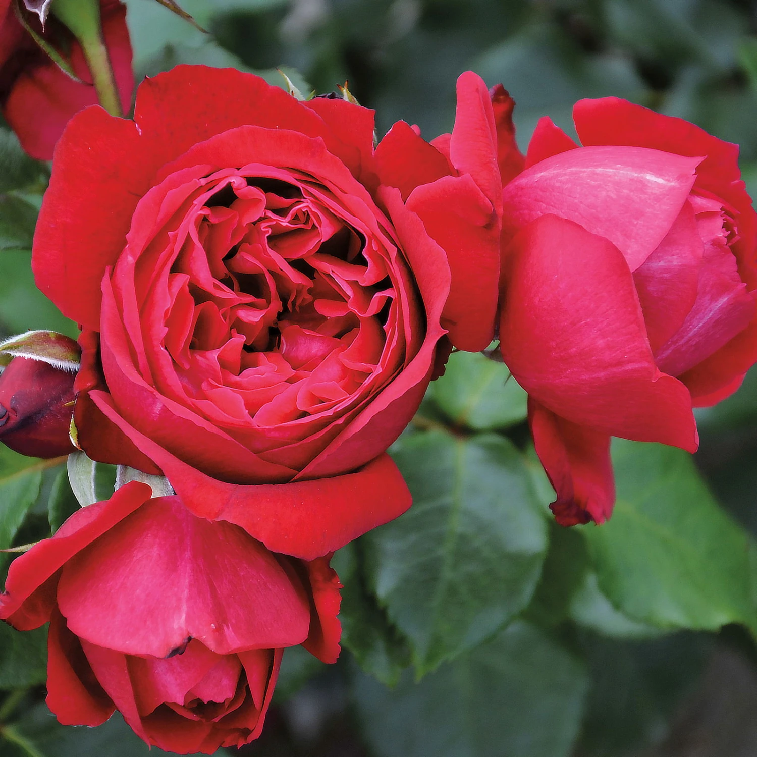 Duftende Strauchrose 'Elbjuwel'® (Meiprehmyr), Karminrot, Topf 6 Liter 1 Duftende Strauchrose 'Elbjuwel'® (Meiprehmyr), Karminrot, Topf 6 Liter