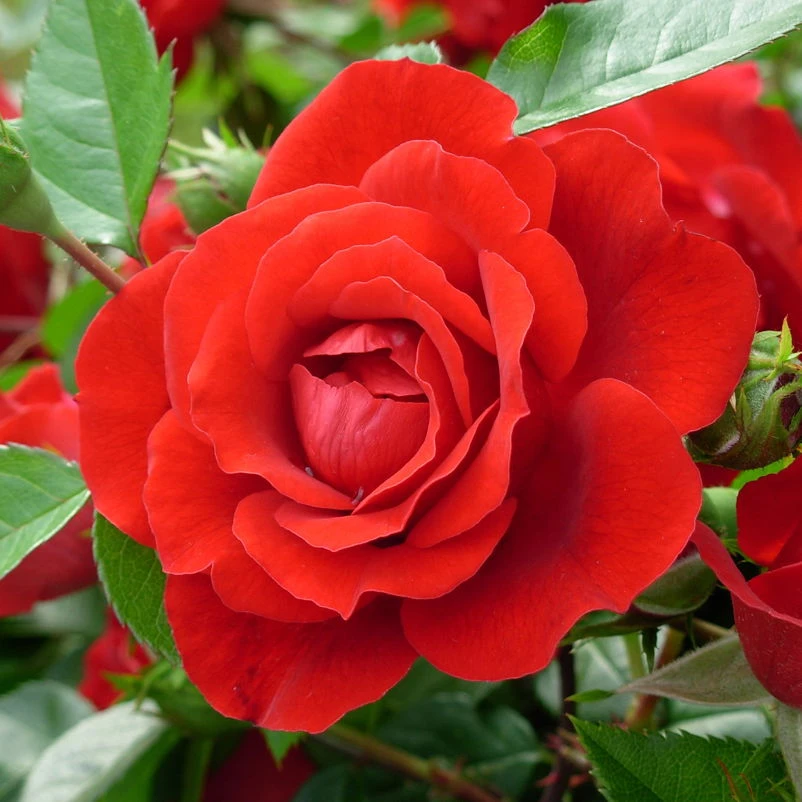 Kletterrose 'Badener Sommergruß®', Lachsrot, Topf 6 Liter 1 Kletterrose 'Badener Sommergruß®', Lachsrot, Topf 6 Liter