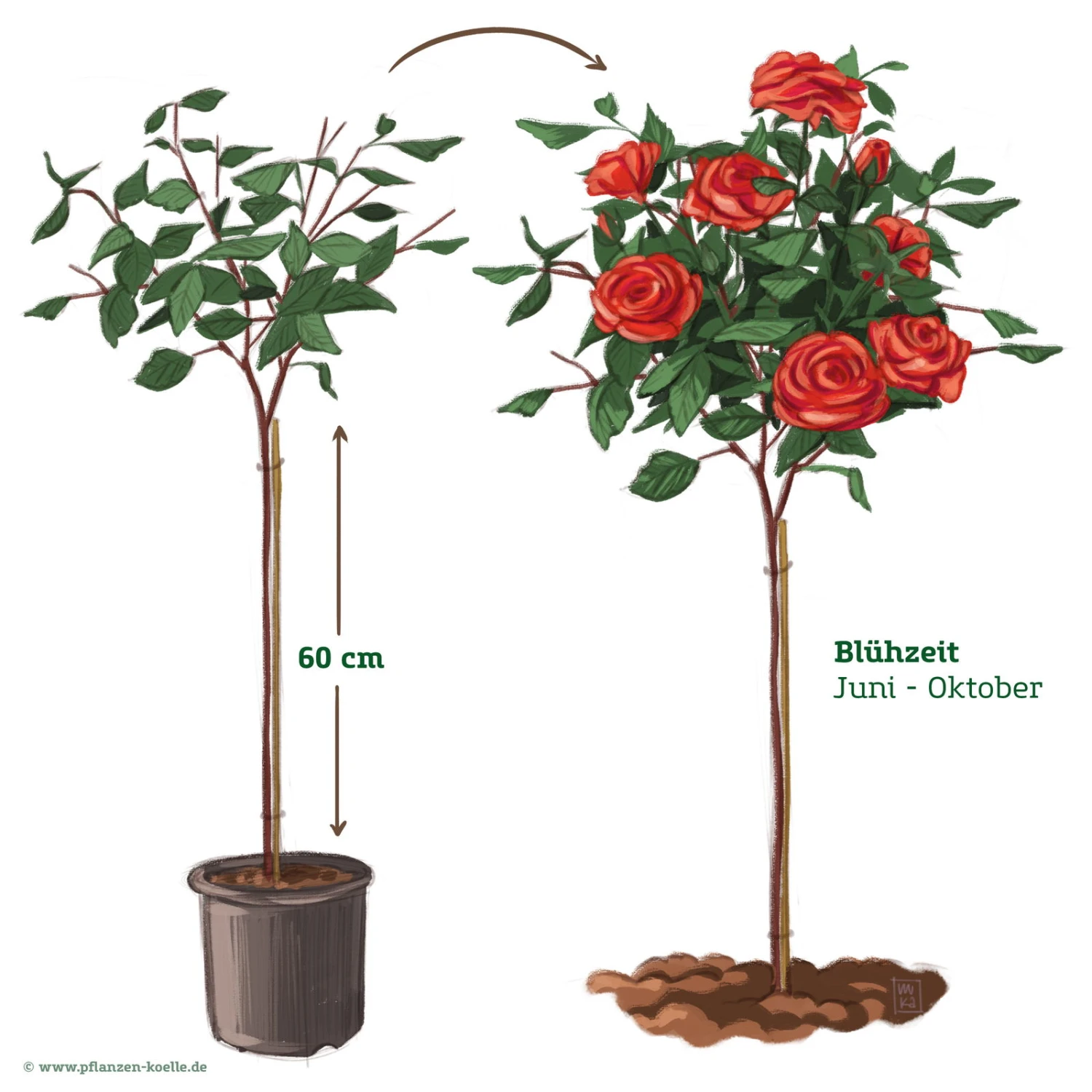 Stammrose 'Bellevue'®, Edelrose, Stammhöhe 60cm Im 7,5 Liter Topf 2 Stammrose 'Bellevue'®, Edelrose, Stammhöhe 60cm Im 7,5 Liter Topf – Bild 2