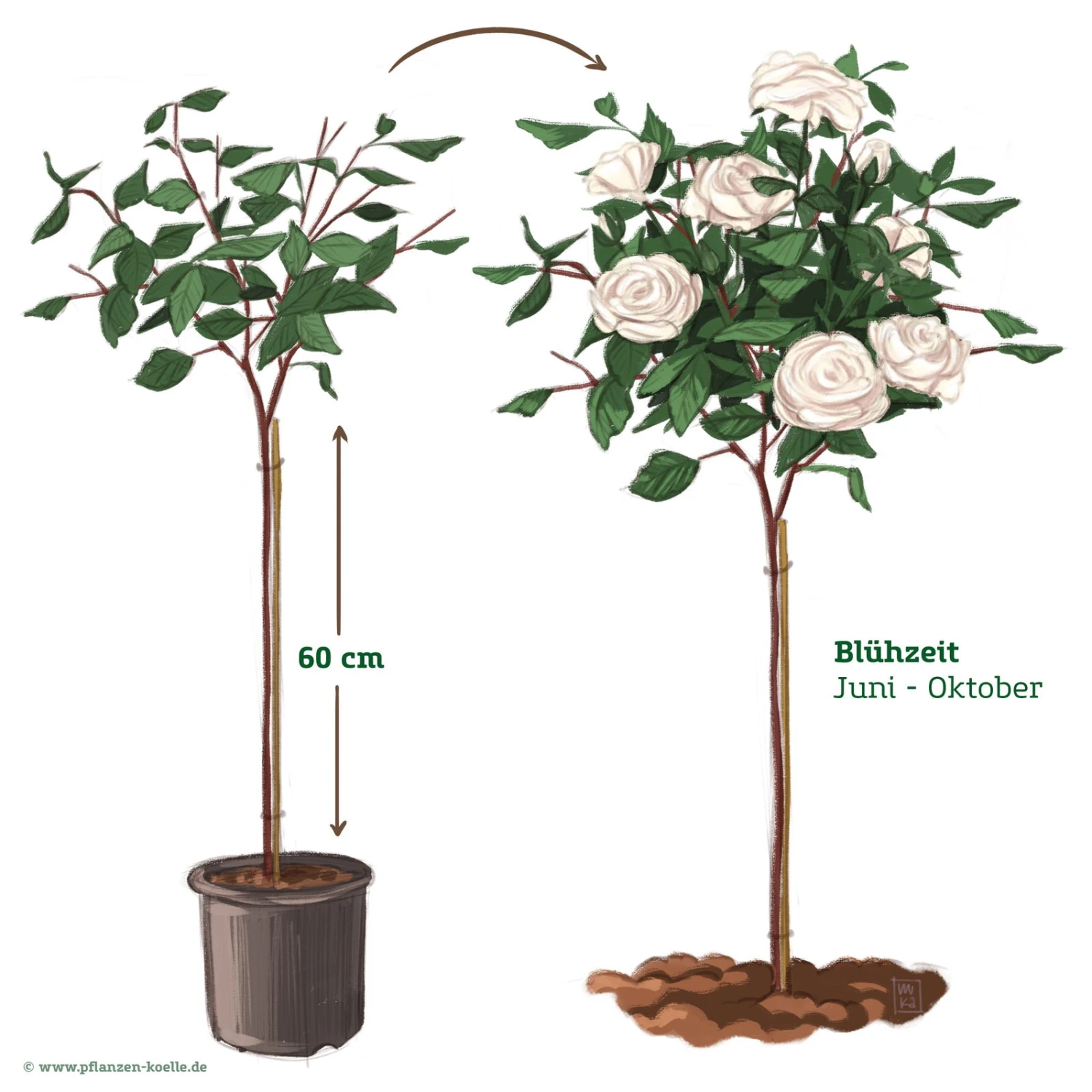 Stammrose 'Die Rose Ihrer Majestät'® (Beainesza), Stammhöhe 60cm Im 7,5 Lt Topf 2 Stammrose 'Die Rose Ihrer Majestät'® (Beainesza), Stammhöhe 60cm Im 7,5 Lt Topf – Bild 2