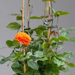 Beetrose 'Westzeit®', Orange-aprikot Bis Rosa, Doppelbogen, Topf 10 Liter -Bio Pflanzen Verkauf 0460850563 rose westzeit doppelbogen 1 124091