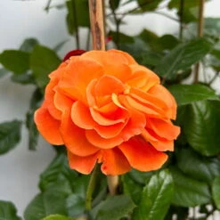 Beetrose 'Westzeit®', Orange-aprikot Bis Rosa, Doppelbogen, Topf 10 Liter -Bio Pflanzen Verkauf 0460850563 rose westzeit doppelbogen 4 123897