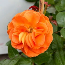 Beetrose 'Westzeit®', Orange-aprikot Bis Rosa, Doppelbogen, Topf 10 Liter -Bio Pflanzen Verkauf 0460850563 rose westzeit doppelbogen 6 123898