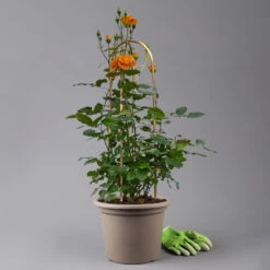 Beetrose 'Westzeit®', Orange-aprikot Bis Rosa, Doppelbogen, Topf 10 Liter -Bio Pflanzen Verkauf 0460850563 rose westzeit premium doppelbogen 2 125103