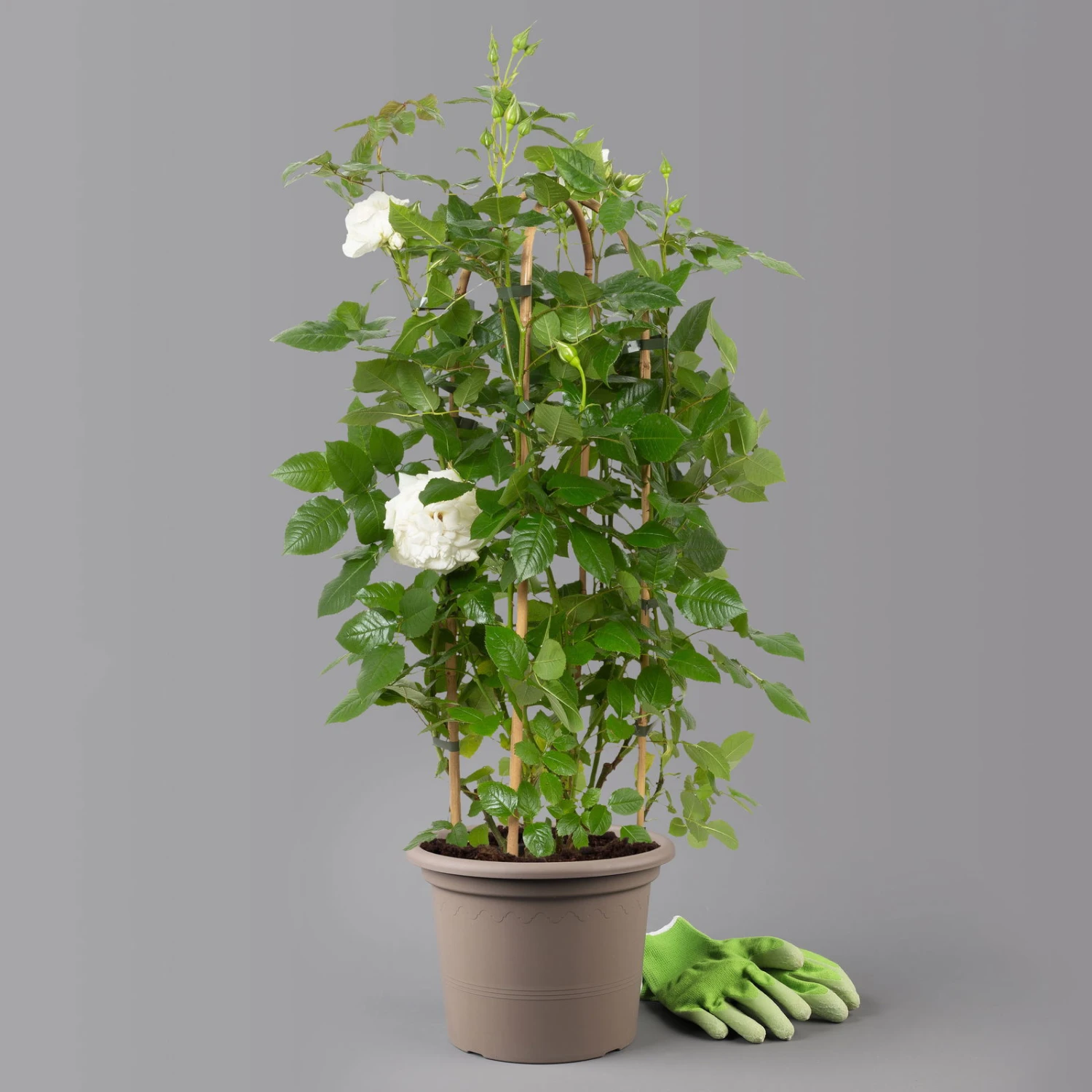 Duftende Beetrose 'Die Rose Ihrer Majestät'® (Beainesza), Weiss, Topf 7,5 Liter 1 Duftende Beetrose 'Die Rose Ihrer Majestät'® (Beainesza), Weiss, Topf 7,5 Liter