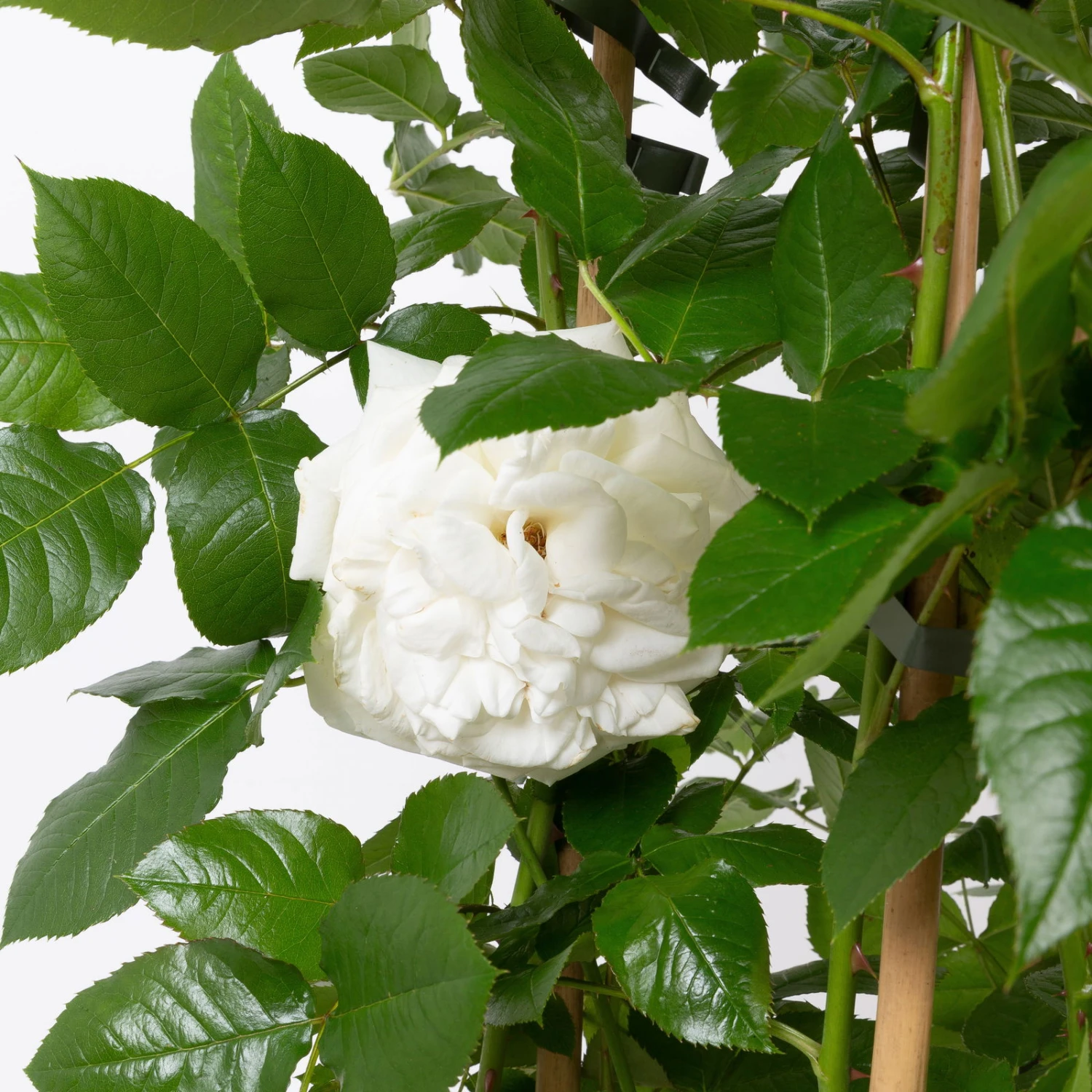 Duftende Beetrose 'Die Rose Ihrer Majestät'® (Beainesza), Weiss, Topf 7,5 Liter 3 Duftende Beetrose 'Die Rose Ihrer Majestät'® (Beainesza), Weiss, Topf 7,5 Liter – Bild 3