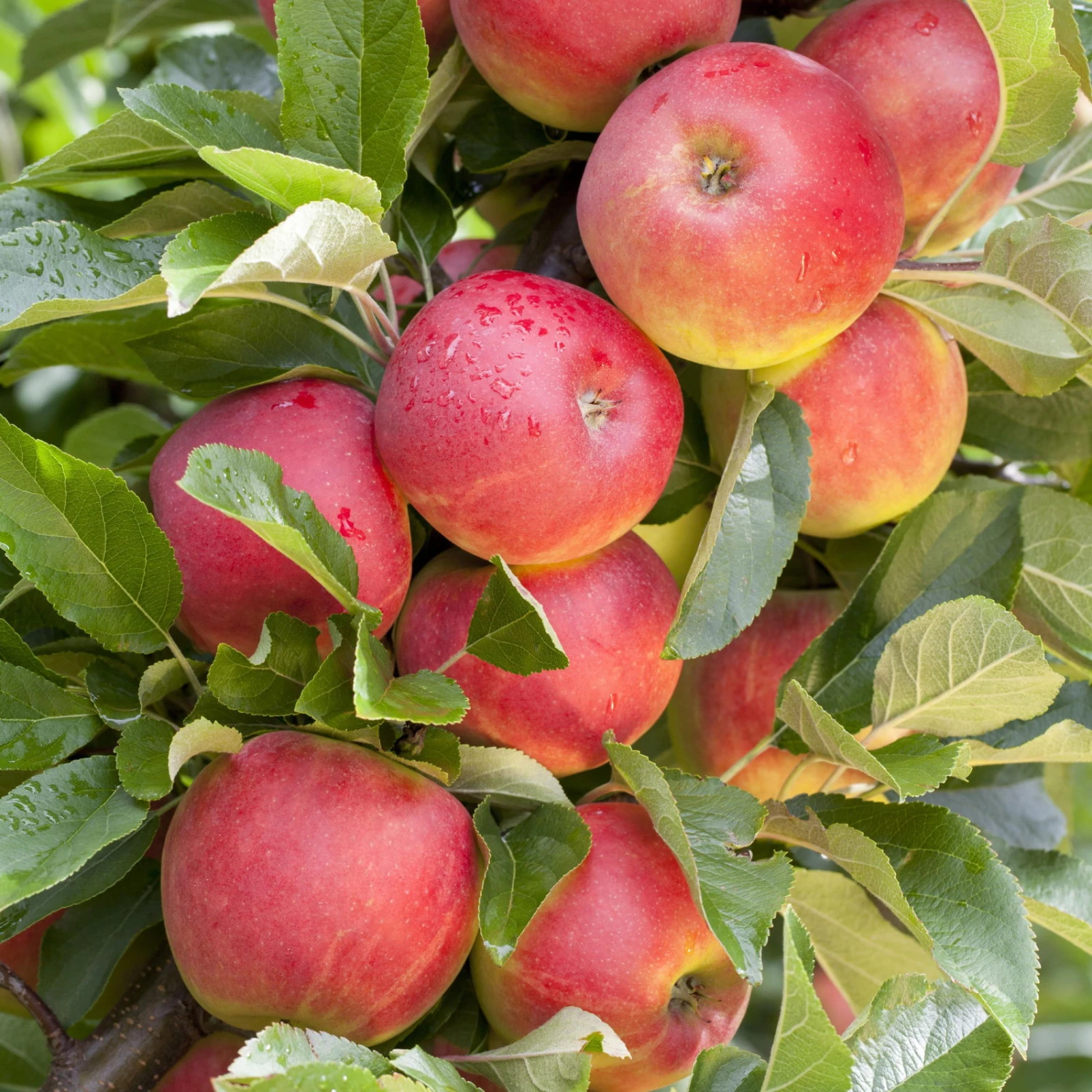 Bio Pflanzen Verkauf -Bio Pflanzen Verkauf 0480100558 KB Elstar Premium Apfel Busch 115387