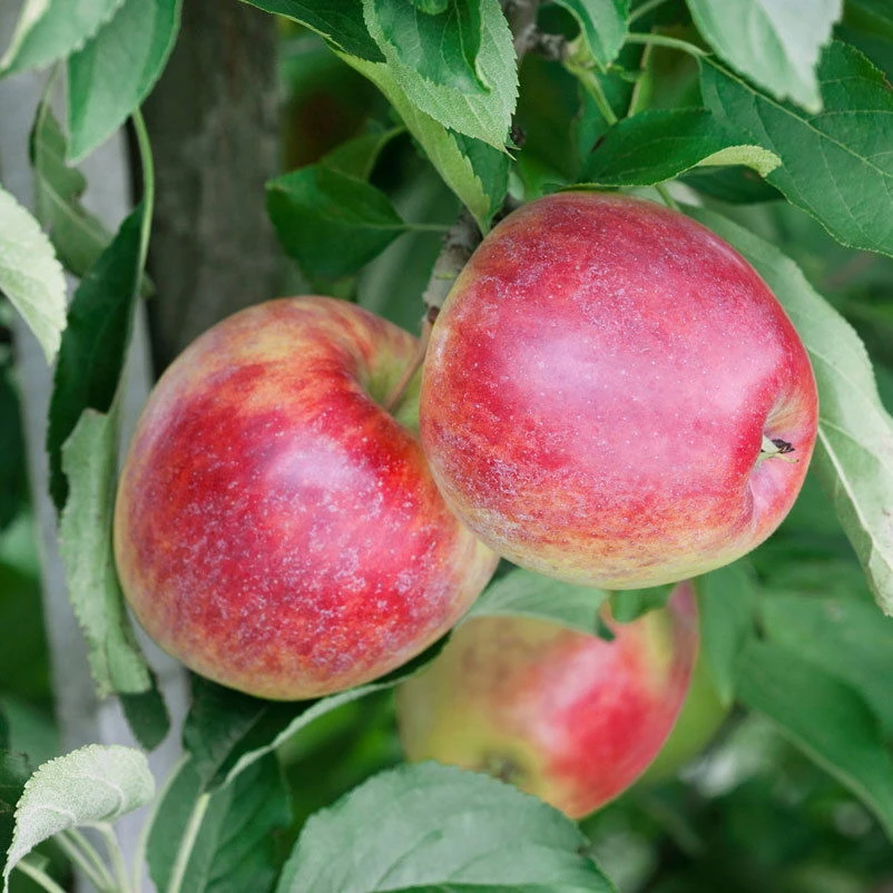 Kölle Bio Apfel 'Retina'Ⓢ, Unterlage M 26, Höhe 125/150, Topf 10 Liter 1 Kölle Bio Apfel 'Retina'Ⓢ, Unterlage M 26, Höhe 125/150, Topf 10 Liter