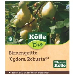 Bio Birnenquitte 'Cydora Robusta'Ⓢ, Topf 10 Liter -Bio Pflanzen Verkauf 0480300060 Koelle Bio Cydora Robusta Birnenquitte Busch 1 119767