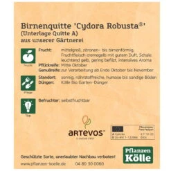 Bio Birnenquitte 'Cydora Robusta'Ⓢ, Topf 10 Liter -Bio Pflanzen Verkauf 0480300060 Koelle Bio Cydora Robusta Birnenquitte Busch 2 119768