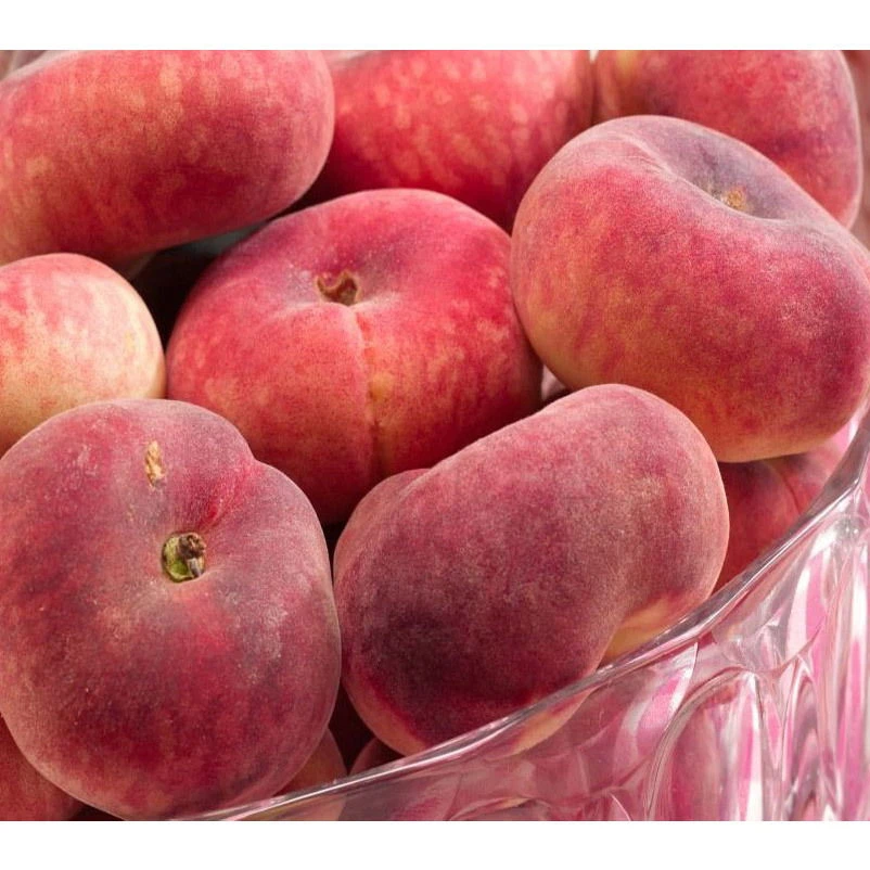 Kölle Bio 'Tellerpfirsich', Höhe 125-150cm, Im 10 Lt. Topf 1 Kölle Bio 'Tellerpfirsich', Höhe 125-150cm, Im 10 Lt. Topf