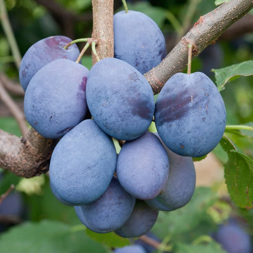 Kölle Bio Zwetschge 'Hanita'(s), Unterlage St.Julien, Im 10 Lt. Topf 1 Kölle Bio Zwetschge 'Hanita'(s), Unterlage St.Julien, Im 10 Lt. Topf