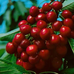 Kölle Bio Süßkirsche 'Burlat' (Alkavo), Im Topf 10 Liter